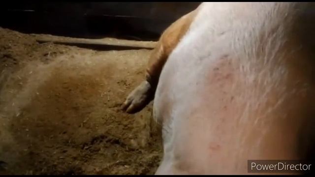 Ландрас и Пьетрен-это порода свиней! В гостях у свиновода! Хряк от 250 до350 килограмм! Монстр! Кор смотреть онлайн