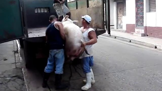 This little pig went to the market.... смотреть онлайн