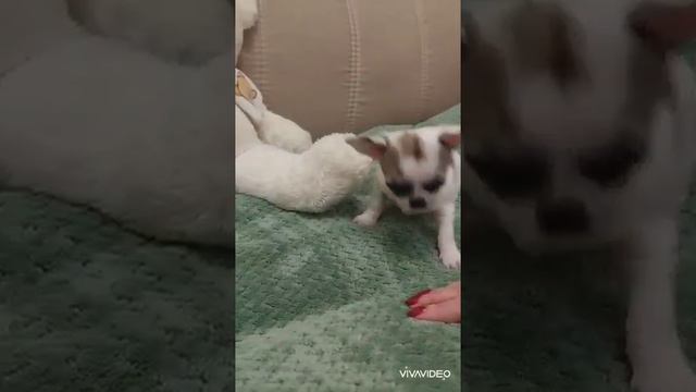 Елисеевичи Афродита и АХИЛЛЕС продажа чихуахуа Ркф питомник Кастропуло Крым +79787458062 WhatsApp