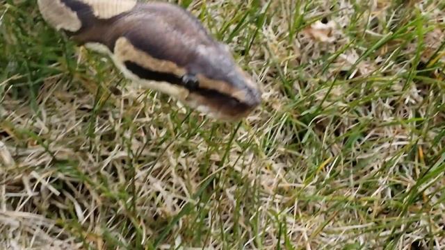14 YEAR OLD BALL PYTHON OUTSIDE ON GRASS FOR THE FIRST TIME IN HER LIFE | SMART REACTION смотреть онлайн