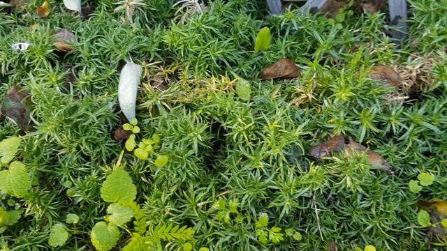 Пересадка осенняя неприхотливых растений- Гвоздика травянка,Флокс шиловидный,Перовския,Освяница13.1 смотреть онлайн