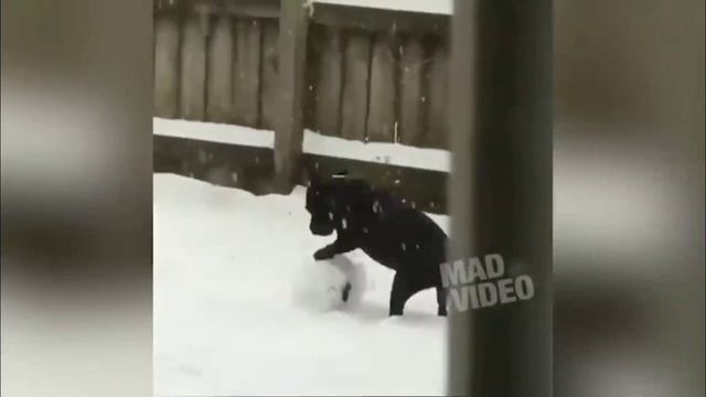 Я РЖАЛ ПОЛ ЧАСА / СМЕШНЫЕ ЖИВОТНЫЕ, КОТЫ, СОБАКИ И ДРУГИЕ ЖИВОТНЫЕ смотреть онлайн