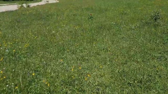 Taş gibi Cincile mantarı... 04/06/2022 ZİGANA смотреть онлайн