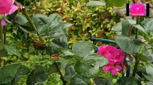 РОЗА Big Purple (БИГ ПЕРПЛ). Обзор начинающим