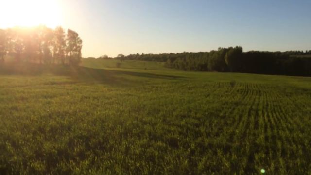 Быки на пастбище и работа в поле