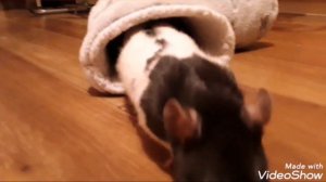 Сказка про крыс