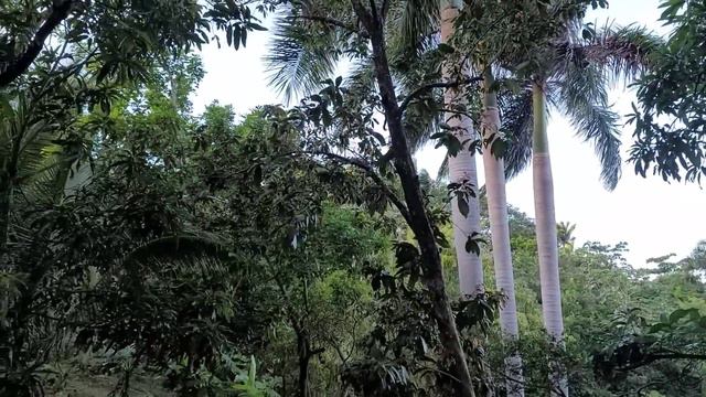 Visit My Grandmother Farm For Some Gungo | Smallest Bananas in Jamaica | Jelly, Duck, Dinner смотреть онлайн