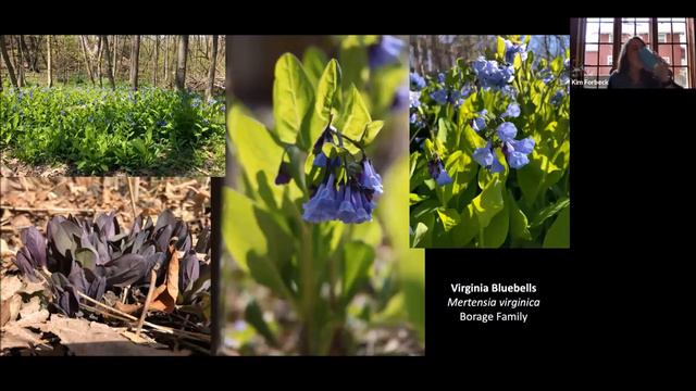 Virtual Yardversity Lecture – Spring Ephemeral Wildflowers of Wisconsin смотреть онлайн