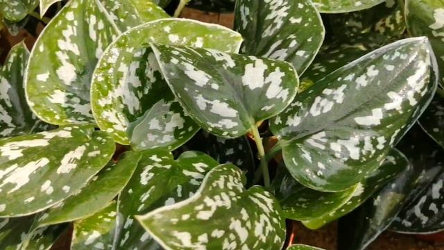 Scindapsus смотреть онлайн