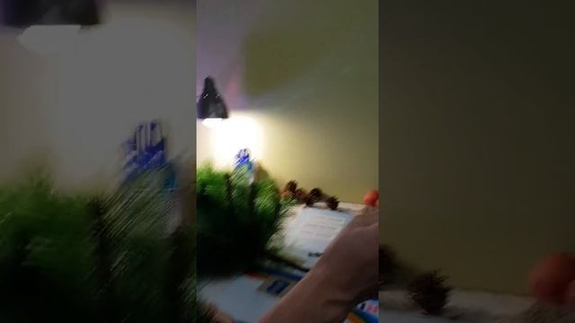 Хвойная гирлянда своими руками. смотреть онлайн