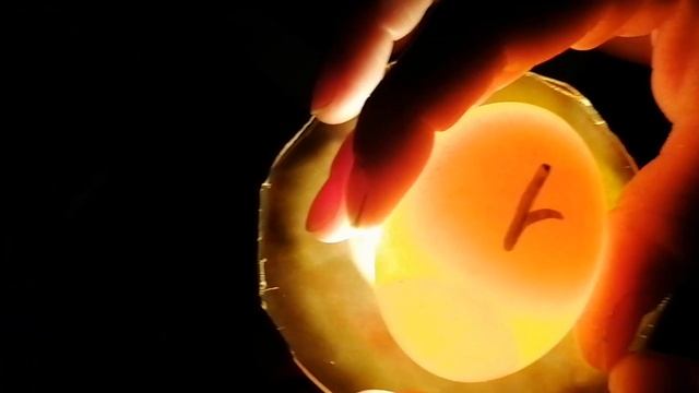 Овоскопирование куриных яиц на 10-й день инкубации смотреть онлайн