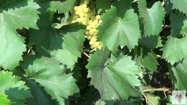 Сорт винограда Кишмиш 342. Виноград 2015.