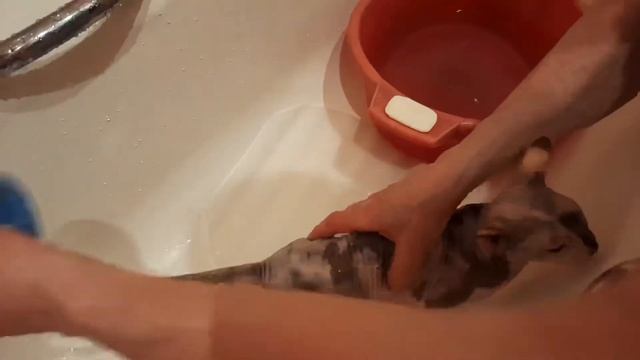 КАК ПОМЫТЬ СФИНКСА / how to wash a cat Sphynx смотреть онлайн