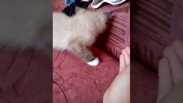 4 мая! Мой новый котёнок в новом доме! смотреть онлайн