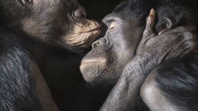 Откровения друзей❤️Привет,Миша🙏Мы немного общались и не было повода сказать тебе, что я музыкант... смотреть онлайн