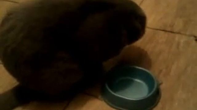 Кот пьёт воду лапой.mp4 смотреть онлайн