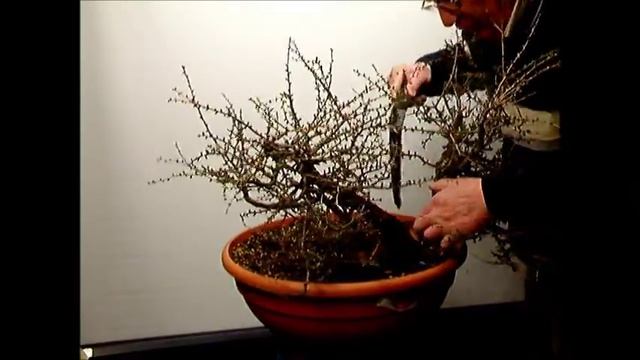 Larix decidua yamadori marcotteren смотреть онлайн