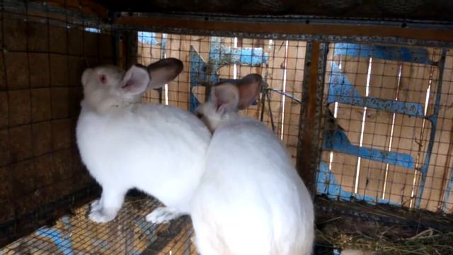 Случка кроликов калифорнийской породы 2018 смотреть онлайн