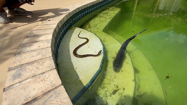 Deadly Snake Ate These Fish!! смотреть онлайн