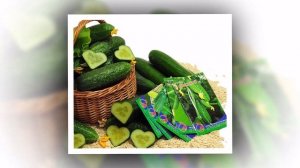 ВОЛЖСКИЙ - скороспелый урожайный огурец для северных регионов