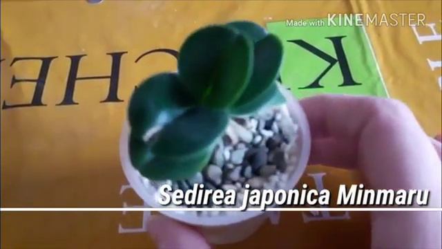 Моя новая орхидея sedirea japonica minmaru смотреть онлайн