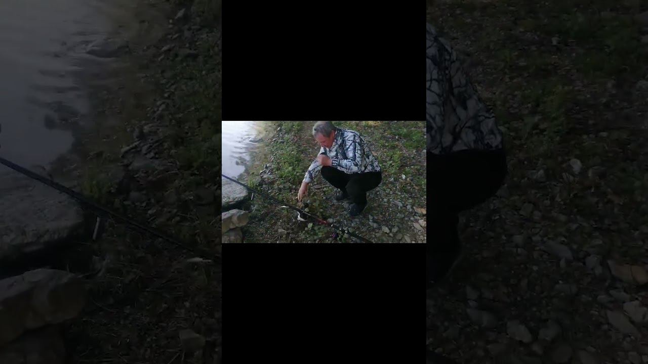 Вот это супер улов Такое раз в жизни бывает #рыбалка #палатка #fishing #север #утка смотреть онлайн