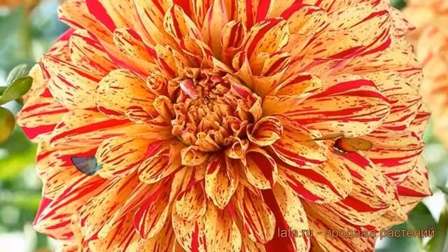 Георгина декоративная Глориоза (dahlia cultorum) ? обзор: как сажать, луковицы георгины Глориоза смотреть онлайн