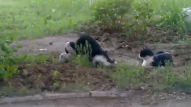 любовь по кошачьи! (волгодонск) смотреть онлайн