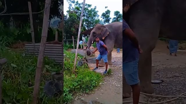 Как пьют слоны в деревенских условиях смотреть онлайн