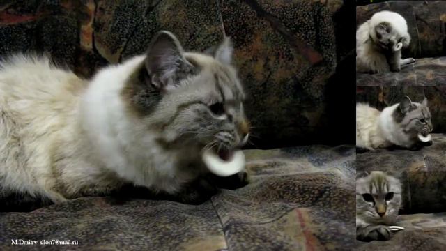 Тифани и кольцо (2011) смотреть онлайн