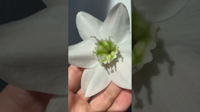 Цветение эухариса (Амазонская лилия)🤍| Июнь 22 #houseplants #plants #комнатныерастения #plantlover смотреть онлайн