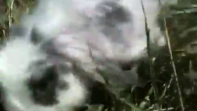 мой кролик гуляет смотреть онлайн