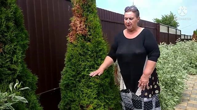 Туя. Правильное восстановление кроны. Вятка. Лето 2021. смотреть онлайн