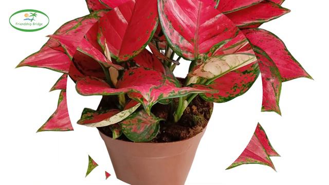 Rich Red Aglaonema