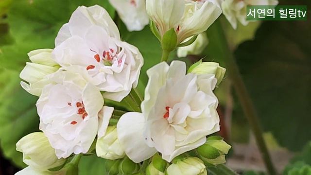 제라늄/비바마들렌/품게해줘서고마워요. смотреть онлайн