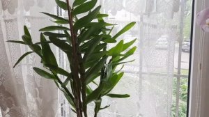 Обожаю!!! Дендробиум фаленопсис,  дендробиум Нобеле,  уход, цветение, размножение,  полив, субстрат