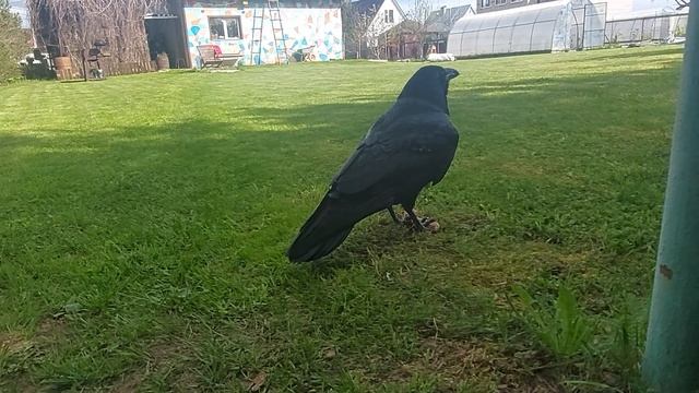 Ручной ворон Варвара обедает