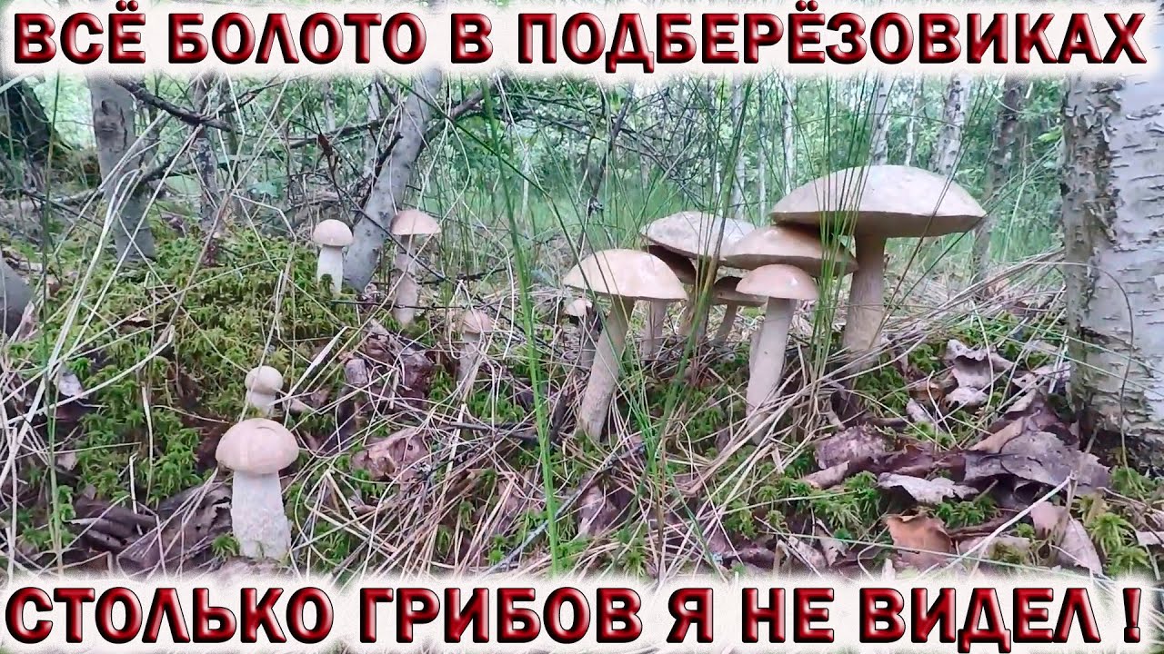 ❗ВСЁ БОЛОТО В ПОДБЕРЁЗОВИКАХ?СТОЛЬКО ГРИБОВ Я НЕ ВИДЕЛ!?ГРИБЫ НЕКУДА СКЛАДЫВАТЬ. Грибы 2022 смотреть онлайн