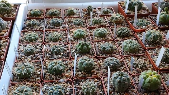 Кактусы, гимнокалициумы 21.04.2021. Gymnocalycium denudatum, megalothelon, bueneckeri. смотреть онлайн