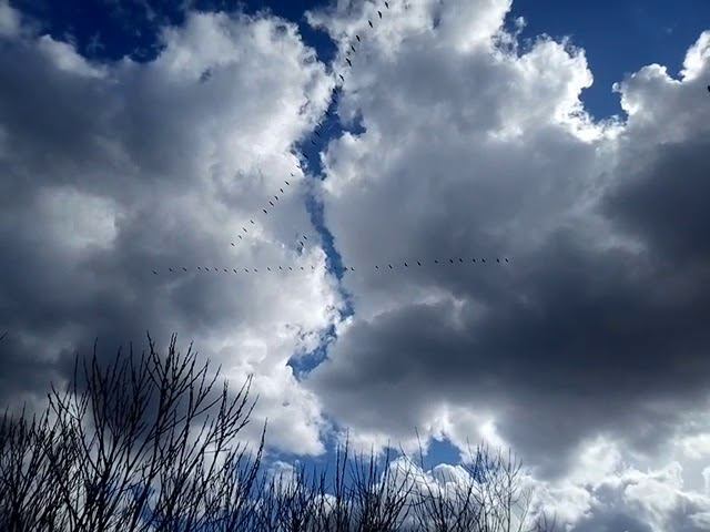 Гуси в деревне