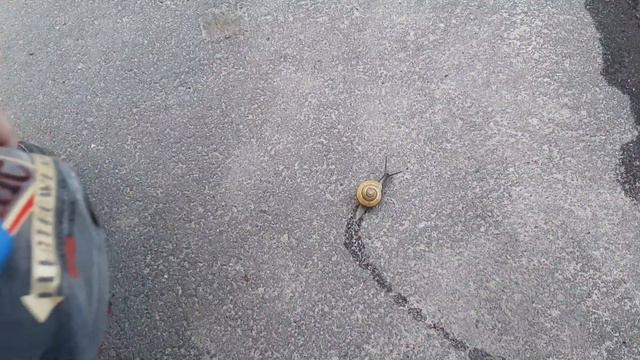 Обожаю весну из-за таких сюрпризов🥰 Увидели улитку! Ребенок просто счастлив. Изучаем живую природу😁 смотреть онлайн