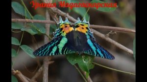 САМЫЕ КРАСИВЫЕ БАБОЧКИ МИРА С НАЗВАНИЯМИ