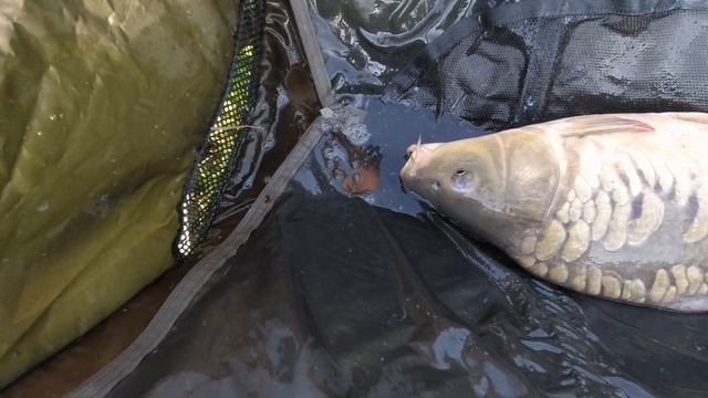 Взяли своих БИГ ФИШ сезона 2021! Встреча старых друзей... смотреть онлайн