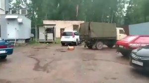 собака и кега