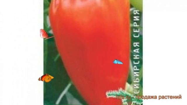 Перец сладкий Кавалер (kavaler kavaler) ? перец Кавалер обзор: как сажать семена перца Кавалер смотреть онлайн