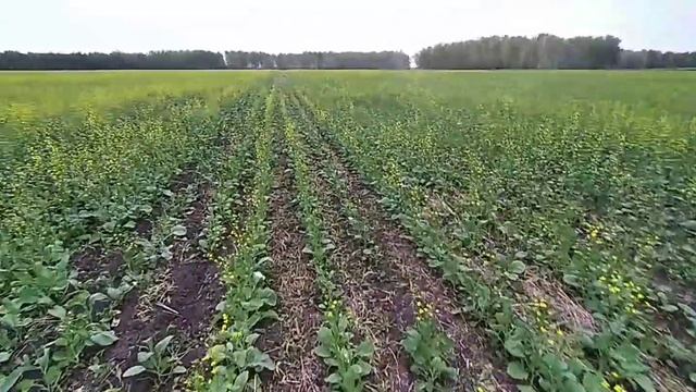 Рапс яровой 16.07.2021 смотреть онлайн