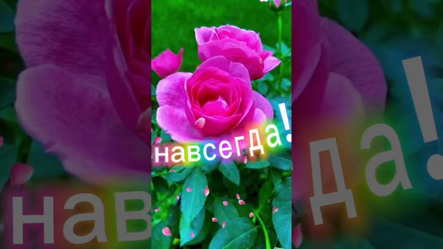 Искренняя любовь .Пожелание2024. #Любовь#шортс2024 #Пожелание смотреть онлайн