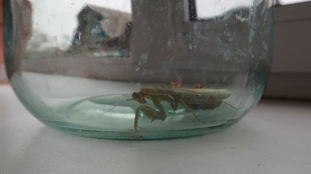 Покупки для ремонта в ванной. Завели богомола...не для слабонервных? смотреть онлайн