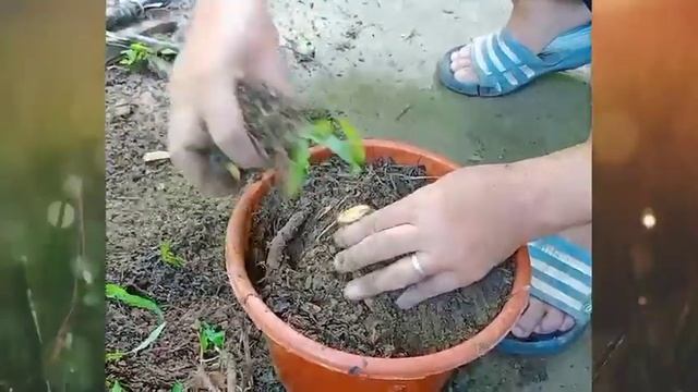 Philodendron Xanadu Propagation | the landmark смотреть онлайн