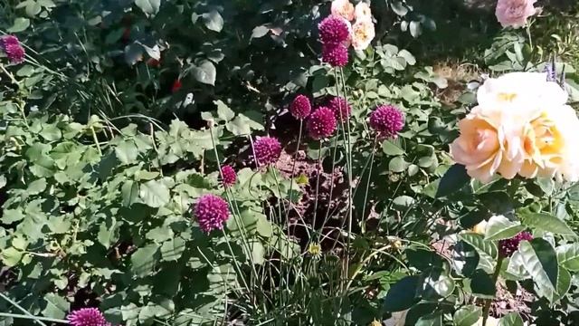 Hansestadt Rostock и его подружка Goldelse